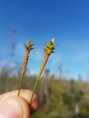 Carex exilis