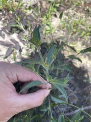 Microstachys corniculata
