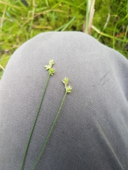 Carex tenuiflora