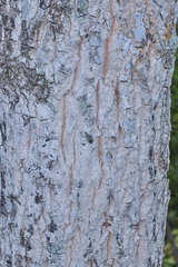 Karwinskia calderonii