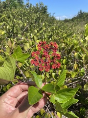 Cissus erosa