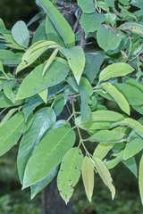Karwinskia calderonii