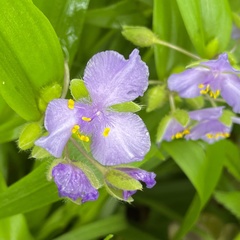 Tradescantia ernestiana