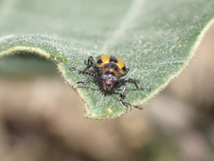 Lema daturaphila