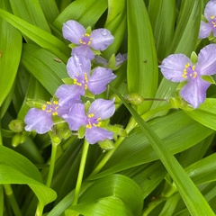 Tradescantia ernestiana