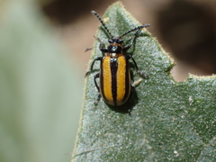 Lema daturaphila
