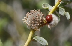 Salix lemmonii