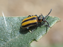 Lema daturaphila