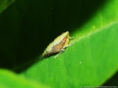 Scaphytopius frontalis