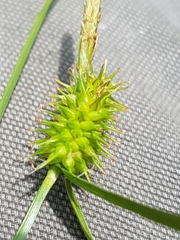 Carex flava