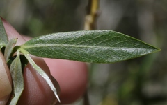 Salix lemmonii