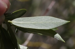 Salix lemmonii