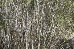 Salix lemmonii