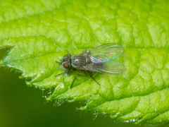 Calyptratae