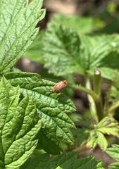 Galerucella calmariensis