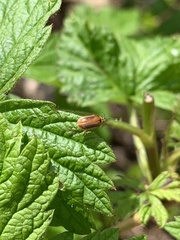 Galerucella calmariensis