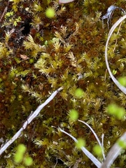 Ptychostomum creberrimum
