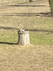 Toxostoma rufum longicauda