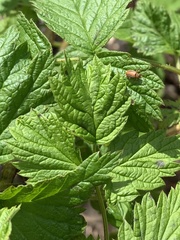 Galerucella calmariensis