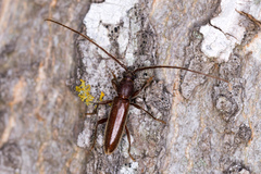 Geropa concolor