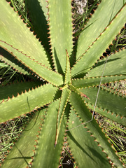 Aloe affinis