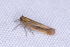 Nothodelphax slossonae