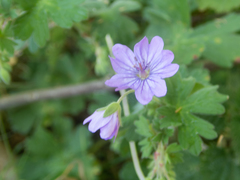 Geranium