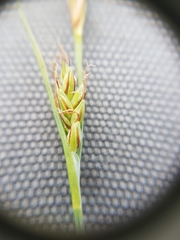 Carex livida