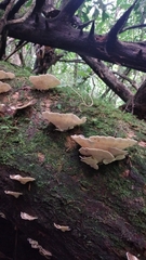 Trametes menziesii