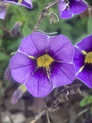 Calibrachoa