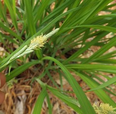 Carex hirtifolia
