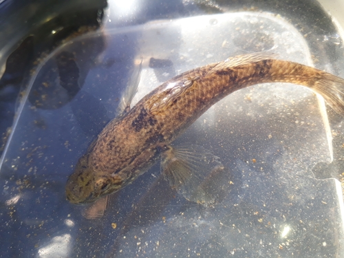 Giant bully (Gobiomorphus gobioides) — Eleotridae — 3