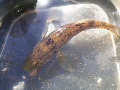 Gobiomorphus gobioides