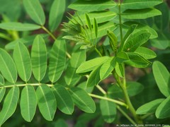 Scaphytopius frontalis