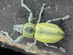 Naupactus femoratus