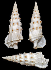 Cerithium munitum