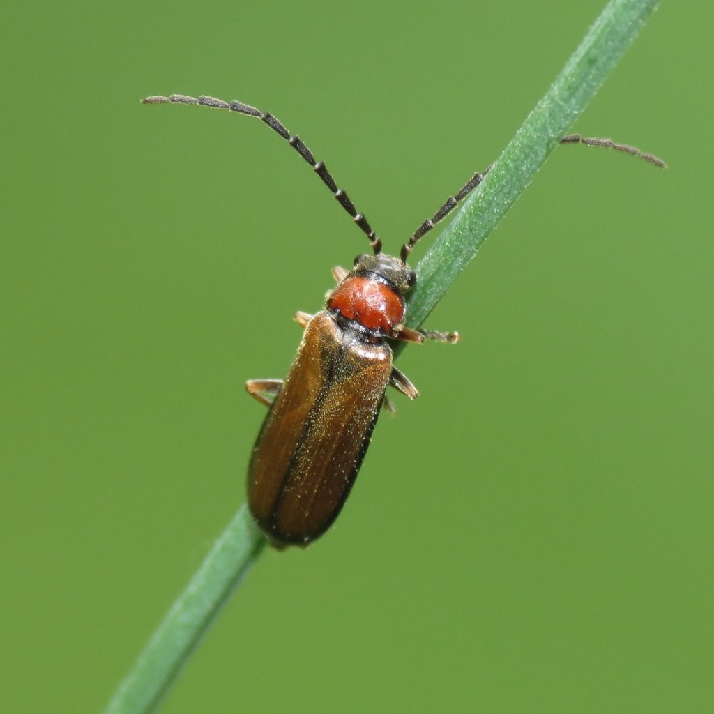 Silis pallida