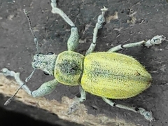 Naupactus femoratus