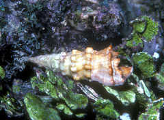 Cerithium munitum