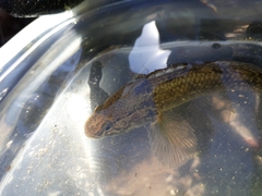 Gobiomorphus gobioides