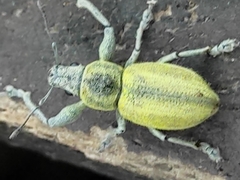 Naupactus femoratus