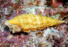 Cerithium munitum