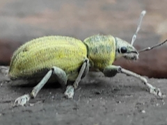 Naupactus femoratus