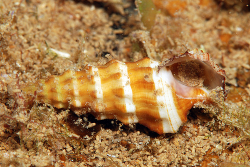 taxonomy_inaturalist image for Cerithium