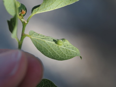 Celticecis pubescens