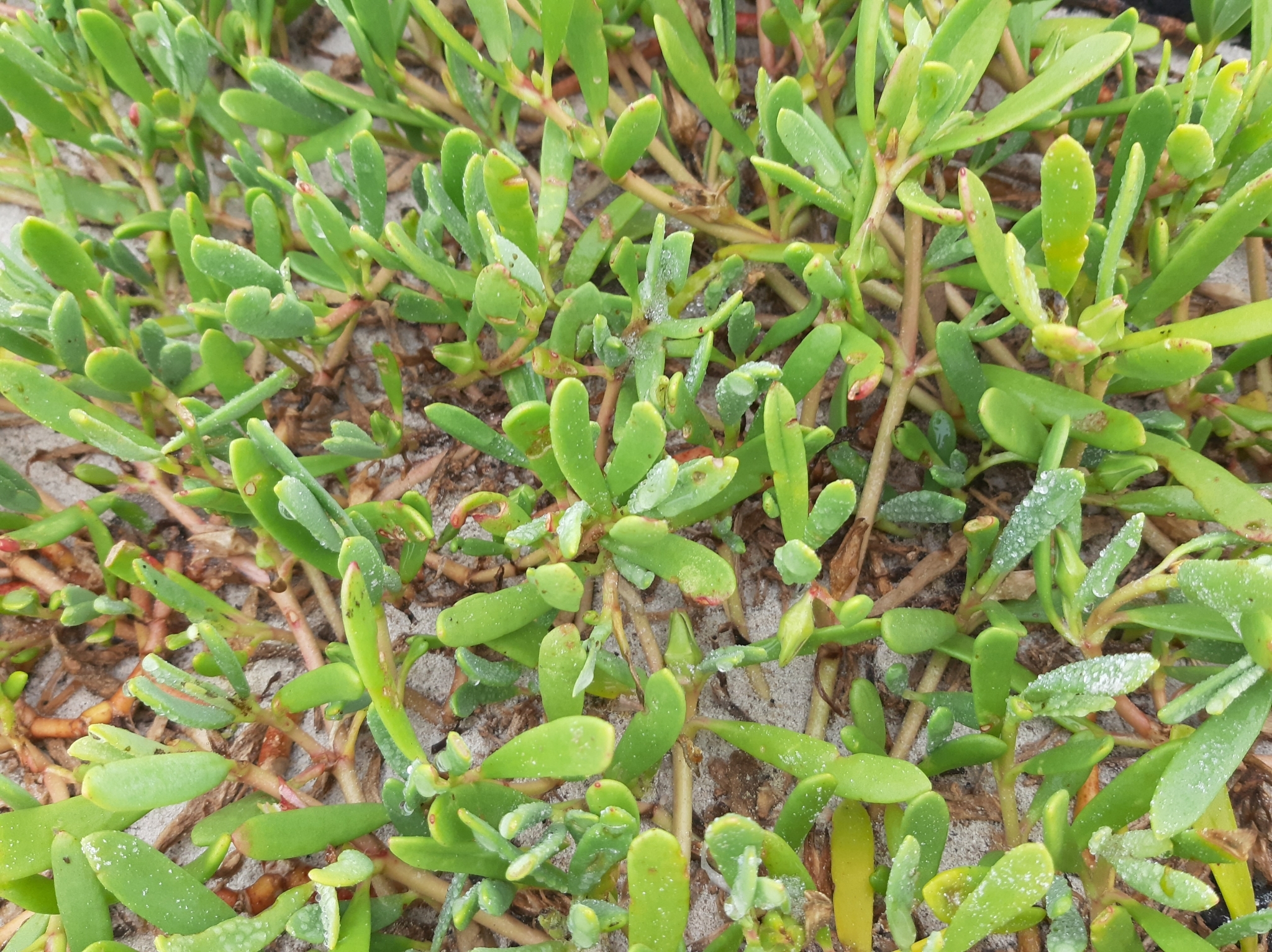 Sesuvium image