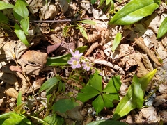 Claytonia caroliniana