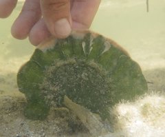 Udotea flabellum