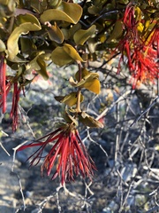 Tristerix corymbosus