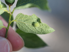 Celticecis pubescens